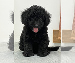Small Photo #3 Poodle (Miniature) Puppy For Sale in MEMPHIS, MO, USA
