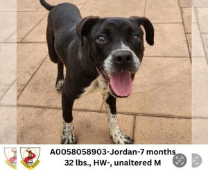 German Shorthaired Pointer Dogs for adoption in columbia, SC, USA