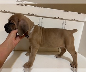Cane Corso Puppy for sale in ELGIN, OK, USA