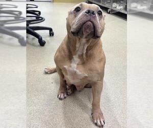American Staffordshire Terrier Dogs for adoption in Grand Prairie, TX, USA