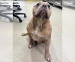 Small American Staffordshire Terrier