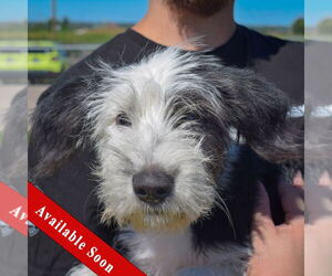 Old English Sheepdog-Unknown Mix Dogs for adoption in Huntley, IL, USA