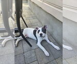 Small #48 American Pit Bull Terrier