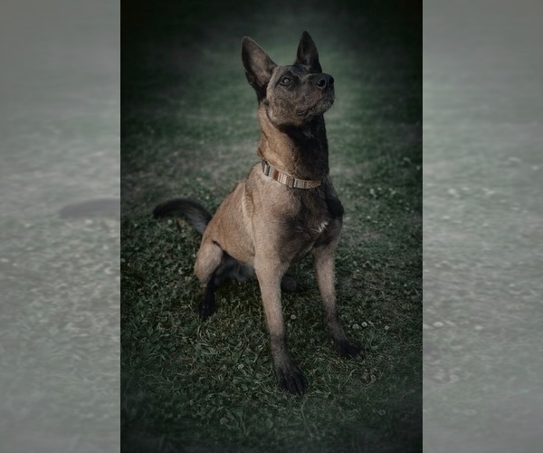 Medium Photo #1 Belgian Malinois Puppy For Sale in TRENTON, GA, USA