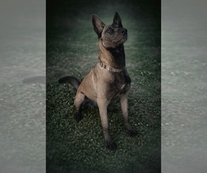 Mother of the Belgian Malinois puppies born on 03/23/2026