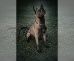 Small Photo #1 Belgian Malinois Puppy For Sale in TRENTON, GA, USA