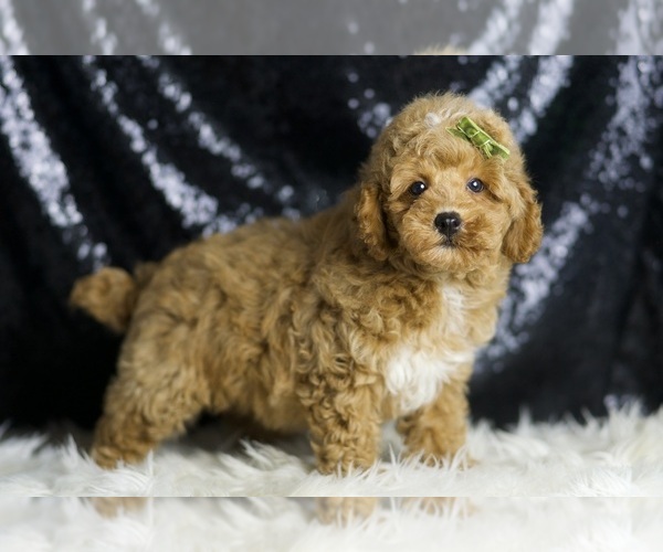Medium Photo #4 Poodle (Toy) Puppy For Sale in WARSAW, IN, USA