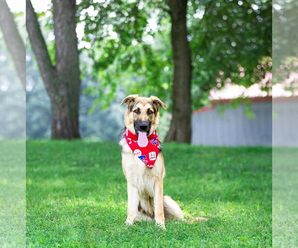 Medium Photo #4 German Shepherd Dog-Unknown Mix Puppy For Sale in Unionville, PA, USA