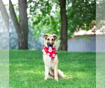 Small #3 German Shepherd Dog Mix