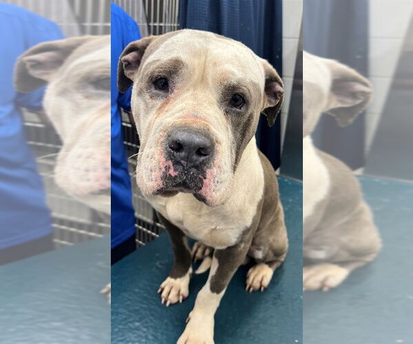 Medium Photo #1 Bulldog Puppy For Sale in Mobile, AL, USA