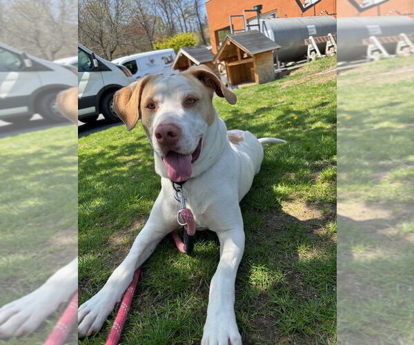 Medium Photo #10 Mutt Puppy For Sale in Elmsford, NY, USA