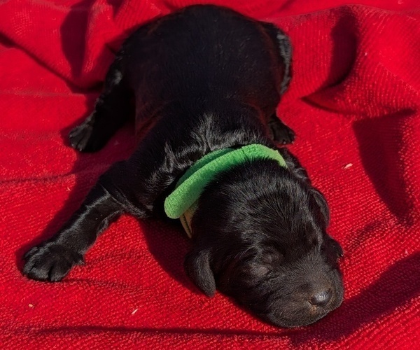 Medium Photo #3 Boykin Spaniel-Goldendoodle Mix Puppy For Sale in MORGANTON, NC, USA