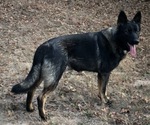 Small Photo #1 German Shepherd Dog Puppy For Sale in KERENS, TX, USA