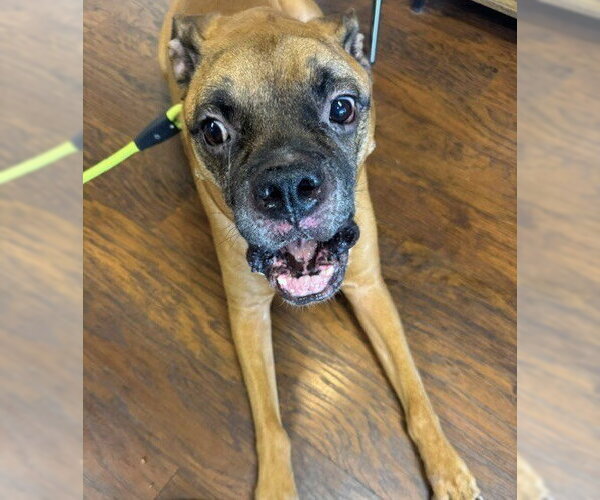 Medium Photo #4 Boxer Puppy For Sale in Austin, TX, USA