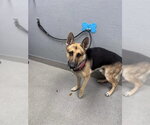 Small German Shepherd Dog Mix