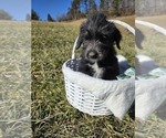 Puppy Blueberry Anatolian Shepherd-Sheepadoodle Mix