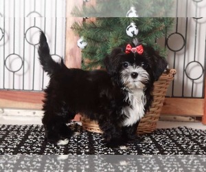 ShihPoo Puppy for sale in NAPLES, FL, USA