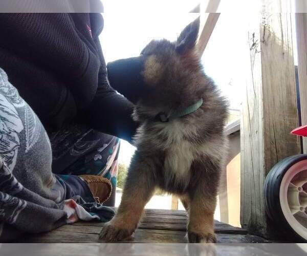 Medium Photo #3 German Shepherd Dog-Siberian Husky Mix Puppy For Sale in HERNDON, PA, USA
