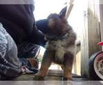 Small Photo #3 German Shepherd Dog-Siberian Husky Mix Puppy For Sale in HERNDON, PA, USA