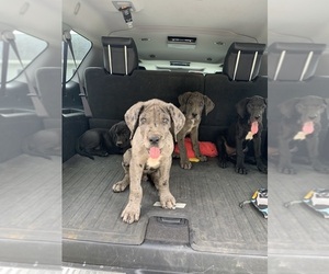 Great Dane Puppy for sale in SOPHIA, NC, USA