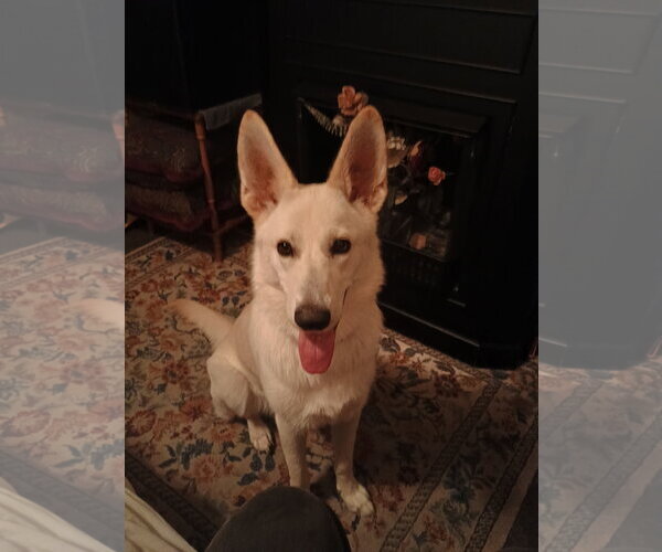 Medium Photo #2 German Shepherd Dog Puppy For Sale in Centreville, VA, USA
