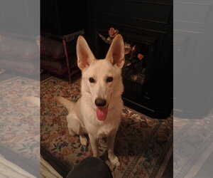 Mia 7589 - Female German Shepherd Dog Dog for Adoption - Photo #2