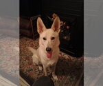 Small #1 German Shepherd Dog