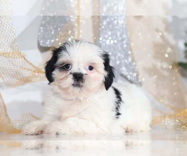 Medium Photo #3 Shih Apso Puppy For Sale in BEL AIR, MD, USA