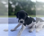 Small Photo #16 German Shorthaired Pointer Puppy For Sale in CORBIN, KY, USA