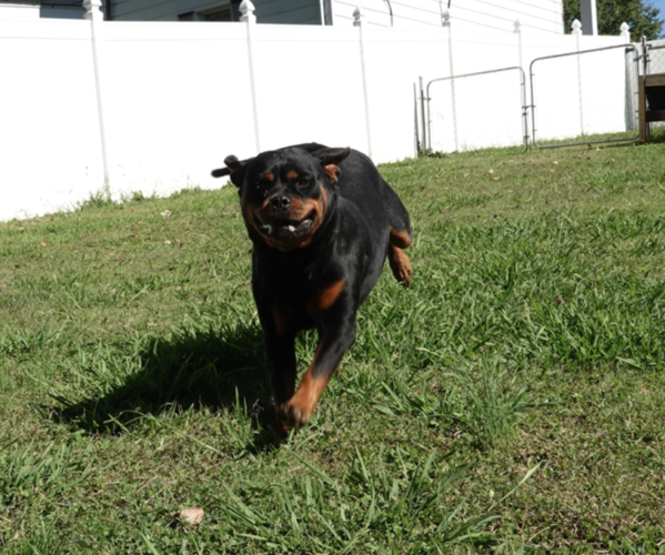 Medium Photo #2 Rottweiler Puppy For Sale in S CHARLESTON, WV, USA