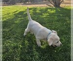 Small Photo #12 Labrador Retriever Puppy For Sale in CEDAREDGE, CO, USA
