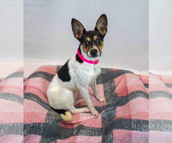 Medium Photo #2 Jack-Rat Terrier Puppy For Sale in Kennesaw, GA, USA