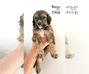 Bernedoodle Litter for sale in MOULTON, AL, USA