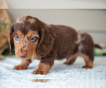 Small Photo #10 Dachshund Puppy For Sale in WILLARD, OH, USA