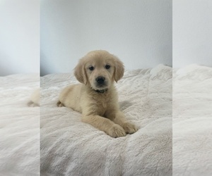 English Cream Golden Retriever Puppy for sale in N HIGHLANDS, CA, USA