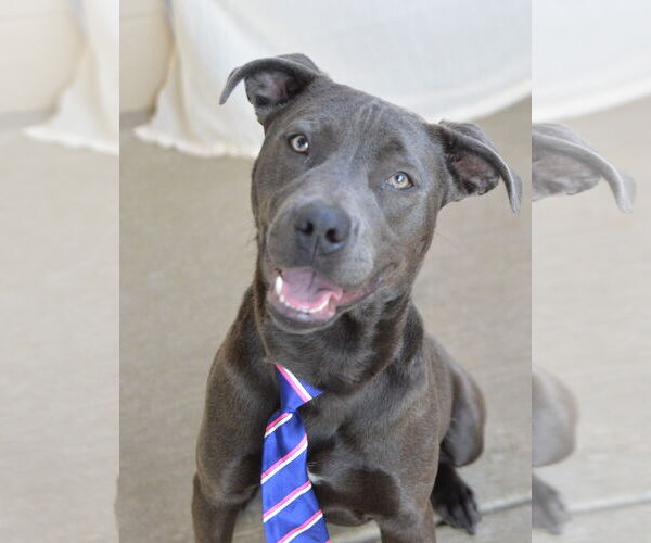 Medium Photo #1 American Staffordshire Terrier-Unknown Mix Puppy For Sale in McKinney, TX, USA