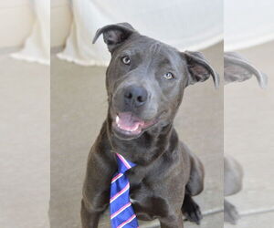 American Staffordshire Terrier-Unknown Mix Dogs for adoption in McKinney, TX, USA