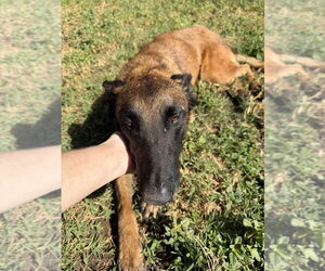 Mutt Dogs for adoption in Imlay City, MI, USA