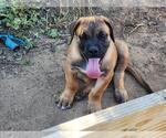 Puppy Jr Presa Canario-Rottweiler Mix