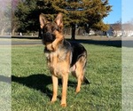 Small Photo #1 German Shepherd Dog Puppy For Sale in FALMOUTH, VA, USA