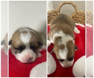 Pembroke Welsh Corgi Puppy for sale in KERMAN, CA, USA