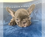 Small Photo #1 French Bulldog Puppy For Sale in GREENWICH, CT, USA