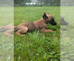 Small #1 German Shepherd Dog Mix