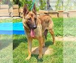 Small #2 German Shepherd Dog Mix