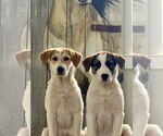 Small #5 Great Pyrenees Mix