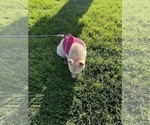 Small Photo #112 Pomsky Puppy For Sale in LOVELAND, CO, USA