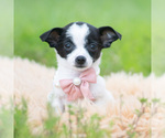 Small #5 Chihuahua