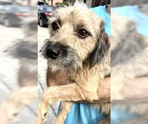 - Mix Dogs for adoption in Houston, TX, USA