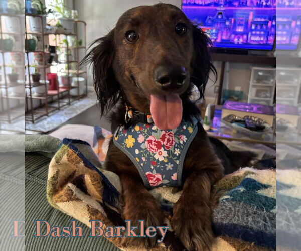 Medium Photo #7 Dachshund Puppy For Sale in San Antonio, TX, USA