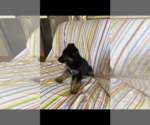 Small Photo #6 German Shepherd Dog Puppy For Sale in WATKINS, MN, USA